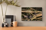 Tablou Canvas, "Cormorani pe trunchi de copac inundat", Cormorani, Ramuri, Apă, Reflecții, Natură, Aripi, Păsări, Peisaj., 39 x 26 cm, CMCLASS
