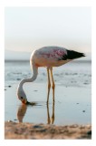 Tablou Canvas, "Flamingo gingaș pe malul apei", Grație, Flamingo, Reflecție, Serenitate, Apus, Liniște, Natură, 26 x 39 cm, CMCLASS