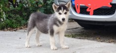 Husky Siberian foto