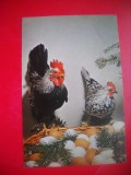 HOPCT 14842 FELICITARE PASCALA-PASTE- COCOS SI GAINUSA -- PASARI -FAUNA -ROMANIA -NECIRCULATA