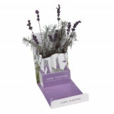 Cumpara ieftin Felicitare florală Lavender