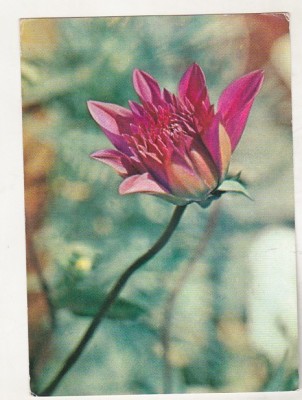 bnk cp Flori - Gherghina - circulata - marca fixa - cod 52/67 foto