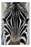 Tablou Canvas, "Zebra &icirc;n prim-plan fascinantă și elegantă", Dungi, Simetrie, Contrast, Natură, Intensitate, Privire, Artă, 26 x 39 cm, CMCLASS