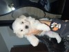 V&acirc;nd Bichon Maltez