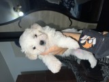 V&acirc;nd Bichon Maltez
