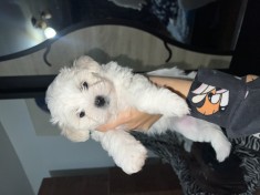 V&acirc;nd Bichon Maltez