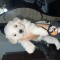 V&acirc;nd Bichon Maltez