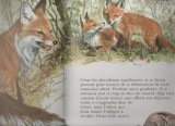 D. Klethi - Qui veut adopter Cesar, le petit lapin sans peur, 1987, Alta editura