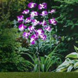 Lumină solară orhidee de grădină, LED, 75 cm