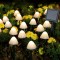 Set 30 lampi solare LED Rovo 01-Alb, ciupercute, lumina alb cald, 6.5 m, 8 moduri