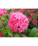 Planta Rhododendron Homebush C2, ghiveci 2l