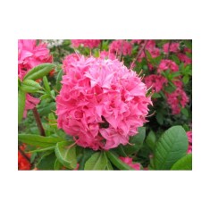 Planta Rhododendron Homebush C2, ghiveci 2l