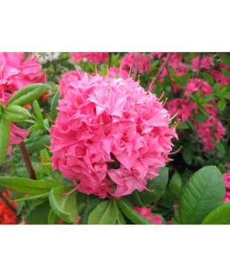 Planta Rhododendron Homebush C2, ghiveci 2l foto