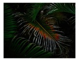 Tablou Canvas, "Frunza exotică &icirc;n umbra nopții", Frunze, Verde, &Icirc;ntuneric, Tropical, Contrast, Portocaliu, Misterios, Intensitate, Frumusețe, Natură,
