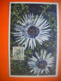 HOPCT MAXIMA NR 1055 - FLORA SPONTANA -1950 BELGIA -FLORA EUROPA