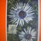 HOPCT MAXIMA NR 1055 - FLORA SPONTANA -1950 BELGIA -FLORA EUROPA