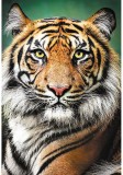 Puzzle 1500 piese - Portret - Tigru | Trefl