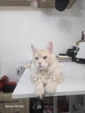 Motan Maine Coon
