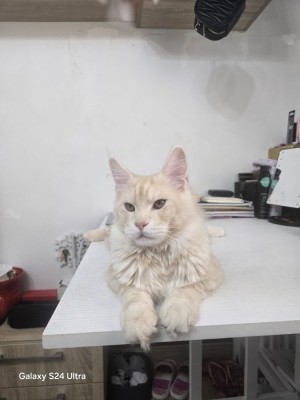 Motan Maine Coon foto