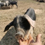 Porci baza de v&acirc;nzare