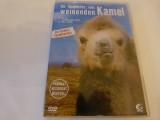 Die Geschichte vom weinende Kamel b700, DVD, Altele