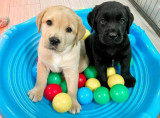 Pui labrador retriver de v&acirc;nzare