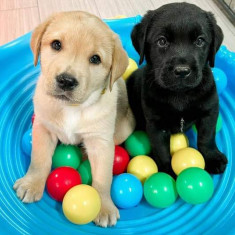 Pui labrador retriver de vânzare