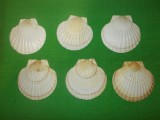 6 COCHILII de SCOICI NATURALE mari Saint Jacques pentru ICRE , FRUCTE DE MARE 5