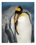 Tablou Canvas, "&Icirc;mbrățișarea pinguinilor &icirc;mpărătești", Penguins, Tenderness, Connection, Intimacy, Nature, Affection, 26 x 39 cm, CMCLASS