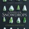 A Passion for Snowdrops: A Personal Perspective