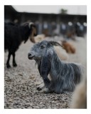 Tablou Canvas, "Capra pe pietre &icirc;n amurg liniștit", Capră, Blană, Pietre, Relaxare, Animale, Urechi Lungi, Fermă, Peisaj, Natură, Fundal Blur, 26 x 39