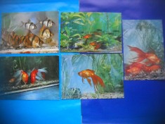 HOPCT LOT NR 499 PESTI DIN ACVARIUL CONSTANTA-CT-5 CARTI POSTALE-NECIRCULATE