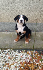 Pui Marele Caine de Munte Elvetian - Greater Swiss Mountain Dog foto