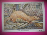 HOPCT 6238 MUSTELA PUTORIUS FURO -MUSTELIDE -FAUNA EUROPA-CP CHROMO LITHO -MUZEUL REGAL STIINTE NATURALE BELGIA-NECIRCULATA, Printata