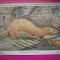 HOPCT 6238 MUSTELA PUTORIUS FURO -MUSTELIDE -FAUNA EUROPA-CP CHROMO LITHO -MUZEUL REGAL STIINTE NATURALE BELGIA-NECIRCULATA