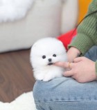 Pomeranian mini toy