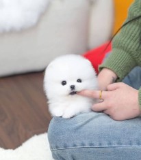 Pomeranian mini toy