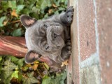 Puiuți de bulldog francez