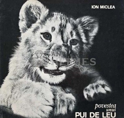 Povestea unui pui de leu - 1966 - Ion Miclea (AQ100) foto