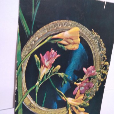 CARTE POSTALA FELICITARE NECIRCULATA foto
