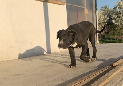 Femelă American Bully foto