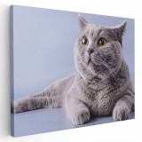 Tablou pisica gri cu ochi galbeni pisici Tablou canvas pe panza CU RAMA 60x80 cm