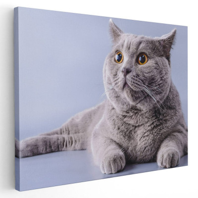 Tablou pisica gri cu ochi galbeni pisici Tablou canvas pe panza CU RAMA 80x120 cm foto