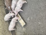 V&acirc;nd porci de carne rasa Landrace și Duroc