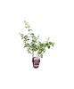 Hortensie, Hydrangea panic. SUNDAE FRAISE Rensun PBR C2, Oem