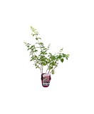 Hortensie, Hydrangea panic. SUNDAE FRAISE Rensun PBR C2, Oem