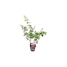 Hortensie, Hydrangea panic. SUNDAE FRAISE Rensun PBR C2