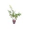 Hortensie, Hydrangea panic. SUNDAE FRAISE Rensun PBR C2