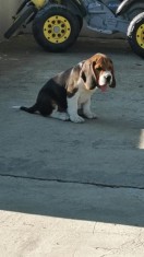 Ca?ei beagle rasa pura foto
