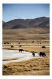 Tablou Canvas, "Iarna &icirc;n stepele mongole misterioase", Dealuri, Iarbă, Iaci, Lăptos, Peisaj, Munți, C&acirc;mpie, Cer, Horizon, R&acirc;u, Natura, Pășune, Animale